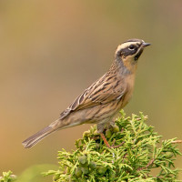 Black-throated Accentor